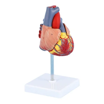 1: 1 Cilvēka Sirds Modelis, Anatomiski Precīzi Sirds Modeli Dzīves Izmēra Zinātnes Klasē Pētījums, Numurētas / Nav Numurētas